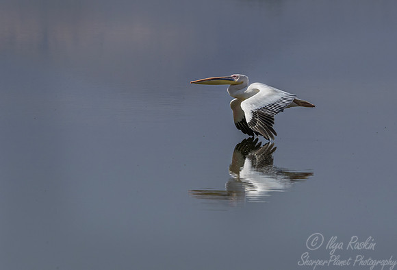 177 Great white pelican (Pelecanus onocrotalus) - Kenya