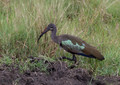 171 Hadada ibis (Bostrychia hagedash) - Kenya