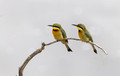 211 Little bee-eaters (Merops pusillus) - Kenya