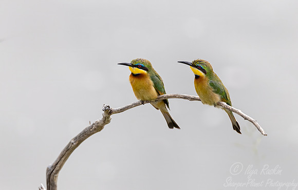 211 Little bee-eaters (Merops pusillus) - Kenya