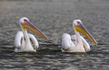 180 Great white pelican (Pelecanus onocrotalus) - Kenya