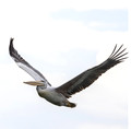 178 Great white pelican (Pelecanus onocrotalus) - Kenya