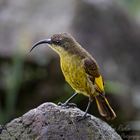 217 Golden-winged sunbird (Drepanorhynchus reichenowi) - Kenya-2
