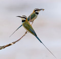 213 White-throated bee-eaters (Merops albicollis) - Kenya
