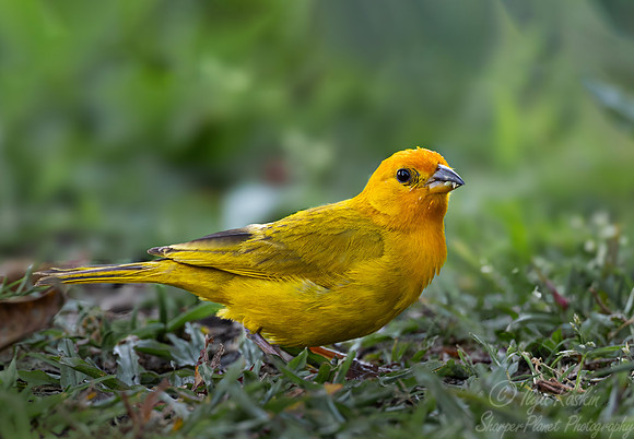 566 Saffron finch (Sicalis flaveola) - Colombia cloud forest