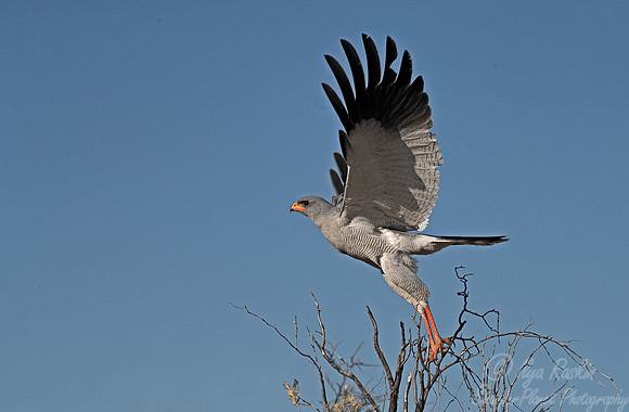 341 Pale chanting goshawk adult (Melierax canorus) - Kagalagadi Transfrontier Park SA