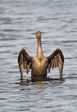 078 Double-crested Cormorant (Phalacrocorax auritus)_NJ