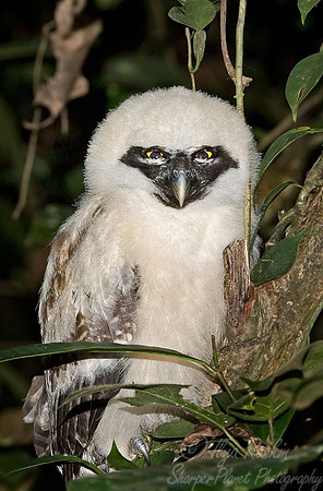 074 Spectacle Owl - Ecuador