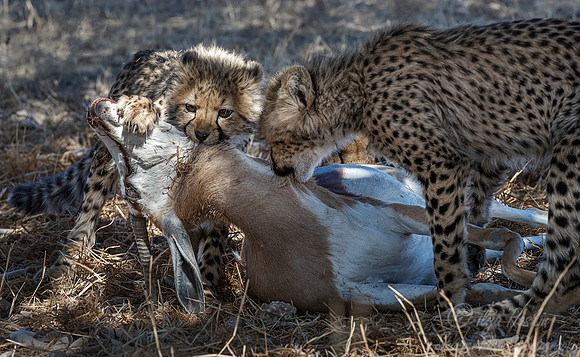 198 Cheetahs (Acinonyx jubatus) - Kgalagadi Transfrontier Park SA