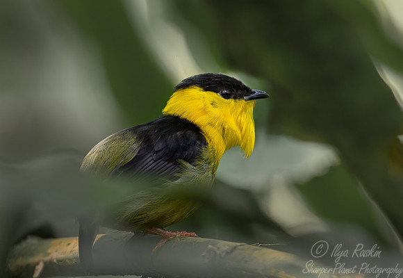 568 Golden-collared manakin (Manacus vitellinus) - Colombia cloud forest