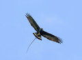 449 Zone-tailed hawk (Buteo albonotatus) - Costa Rica