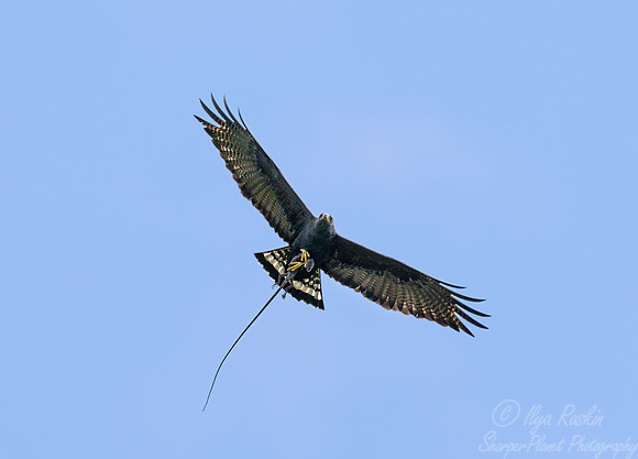 449 Zone-tailed hawk (Buteo albonotatus) - Costa Rica