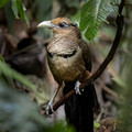 571 Rufous-vented ground cuckoo (Neomorphus geoffroyi) - Costa Rica