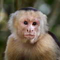 279 White-faced capuchin monkey (Cebus imitator) - Costa Rica