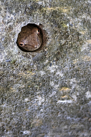 252 Tree frog - Costa Rica