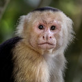 280 White-faced capuchin monkey (Cebus imitator) - Costa Rica