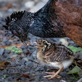 575 Great curassow female with chick (Crax rubra) - Costa Rica