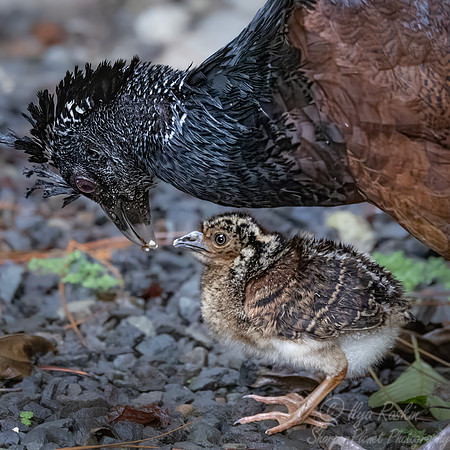 575 Great curassow female with chick (Crax rubra) - Costa Rica