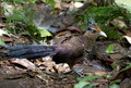 572 Rufous-vented ground cuckoo (Neomorphus geoffroyi) - Costa Rica