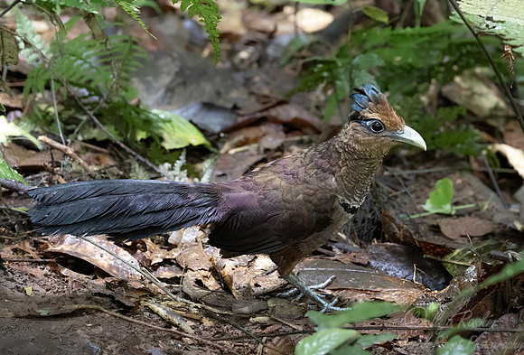 572 Rufous-vented ground cuckoo (Neomorphus geoffroyi) - Costa Rica