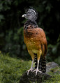 573 Great curassow female (Crax rubra) - Costa Rica