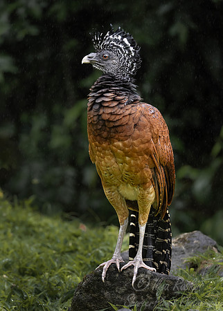 573 Great curassow female (Crax rubra) - Costa Rica