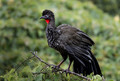 576 Crested guan (Penelope purpurascens) - Costa Rica
