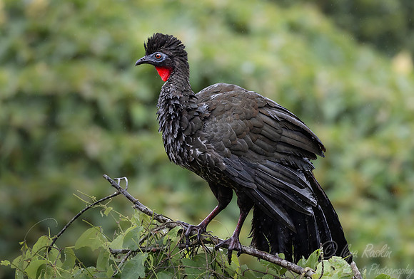576 Crested guan (Penelope purpurascens) - Costa Rica