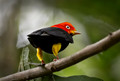 580 Red-capped manakin (Ceratopipra mentalis) - Costa Rica
