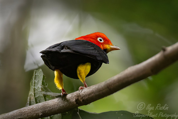 580 Red-capped manakin (Ceratopipra mentalis) - Costa Rica