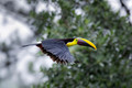 577 Yellow-throated toucan (Ramphastos ambiguus) - Costa Rica