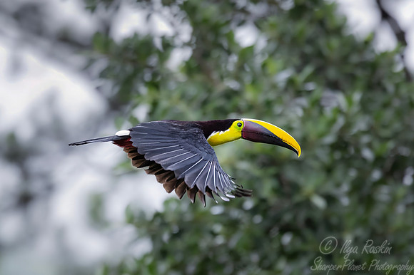 577 Yellow-throated toucan (Ramphastos ambiguus) - Costa Rica
