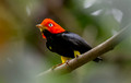579 Red-capped manakin (Ceratopipra mentalis) - Costa Rica