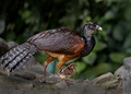 574 Great curassow female with chick (Crax rubra) - Costa Rica