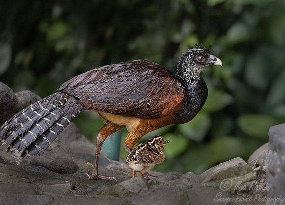574 Great curassow female with chick (Crax rubra) - Costa Rica
