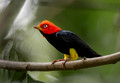 581 Red-capped manakin (Ceratopipra mentalis) - Costa Rica