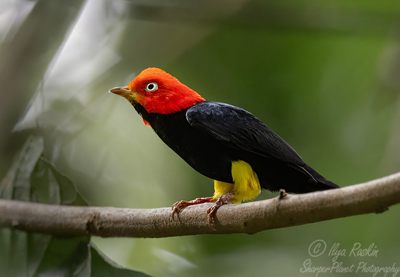 581 Red-capped manakin (Ceratopipra mentalis) - Costa Rica