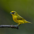 584 Yellow-crowned euphonia (Euphonia luteicapilla) - Costa Rica