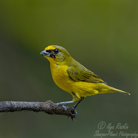 584 Yellow-crowned euphonia (Euphonia luteicapilla) - Costa Rica