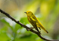 586 Yellow warbler (Setophaga petechia) - Costa Rica