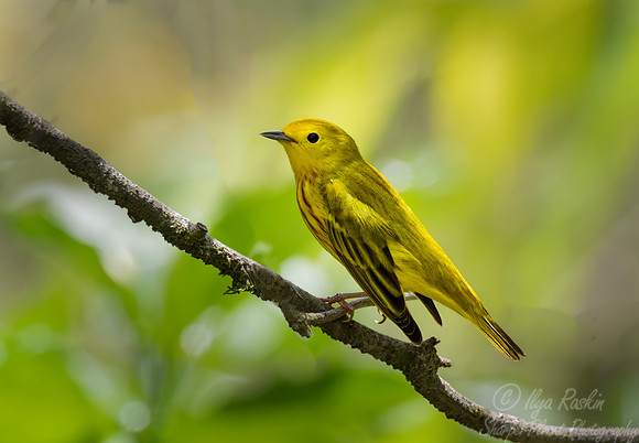 586 Yellow warbler (Setophaga petechia) - Costa Rica