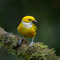 585 Silver-throated tanager (Tangara icterocephala)