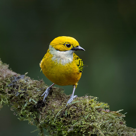 585 Silver-throated tanager (Tangara icterocephala)