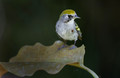 582 Chestnut-sided warbler (Setophaga pensylvanica) - Costa Rica