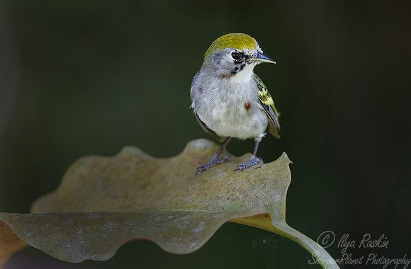 582 Chestnut-sided warbler (Setophaga pensylvanica) - Costa Rica
