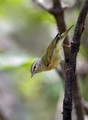 583 Chestnut-sided warbler (Setophaga pensylvanica) - Costa Rica