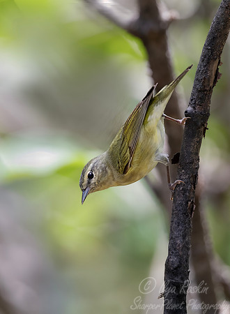 583 Chestnut-sided warbler (Setophaga pensylvanica) - Costa Rica