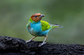 587 Bay-headed tanager (Tangara gyrola) - Costa Rica