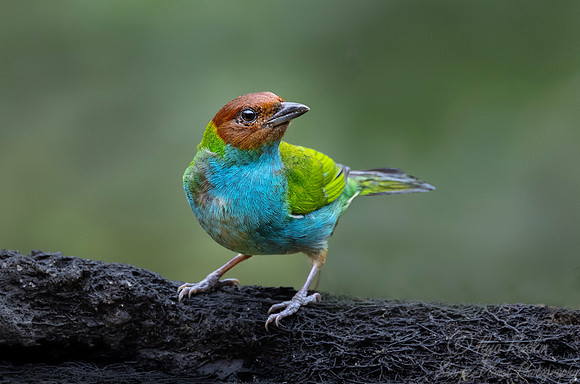 587 Bay-headed tanager (Tangara gyrola) - Costa Rica