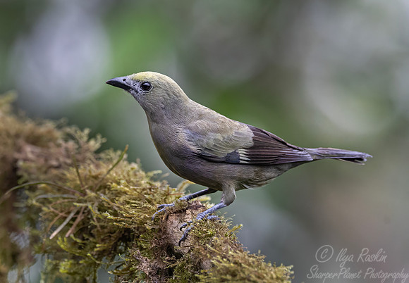 590 Palm tanager (Thraupis palmarum) - Costa Rica